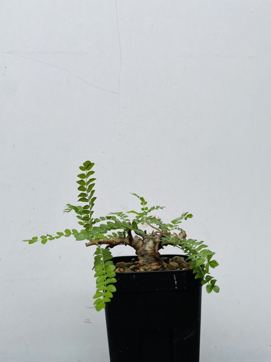 0133ボスウェリア ネグレクタ 発根済みコーデックス パキポディウム パキプス オペルクリカリア コミフォラ 塊根植物 の画像1