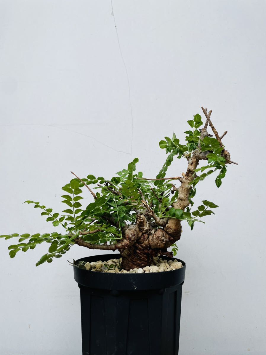 0142ボスウェリア ネグレクタ 発根済みコーデックス パキポディウム パキプス オペルクリカリア コミフォラ 塊根植物の画像2