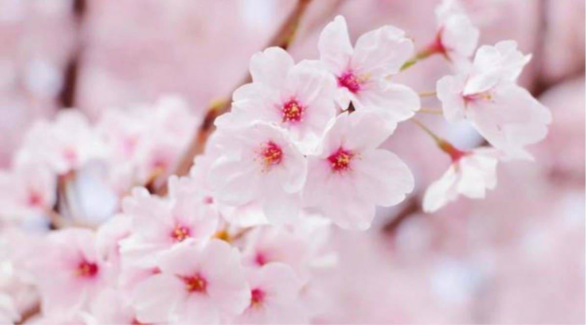 即決1円 相互評価 フリー画像 桜の画像1
