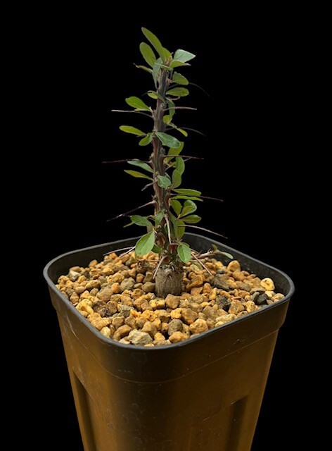 Fouquieria fasciculata /フォークイエリア ファシクラータ_画像1