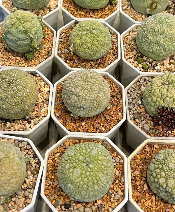 【Seeds 10】Pseudolithos migiurtinus Seeds/プセウドリトス・ミギウルティヌス 種子 10粒の画像1