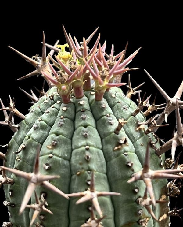 ユーフォルビア 群星冠/Euphorbia stellispina メス♀株の画像1