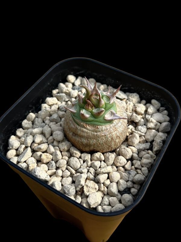 サピニー ユーフォルビア 実生① Yahoo!オークション - Euphorbia sapinii / ユーフォルビア サピニー