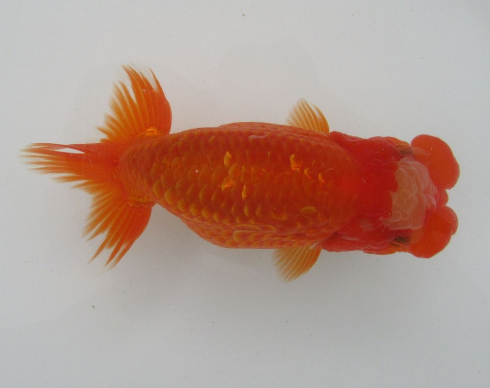 * specialty shop corporation water island golgfish sale * special selection kind for two -years old fish ( female ) PE32-21