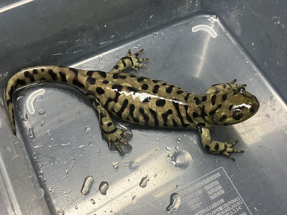  Tiger salamander 