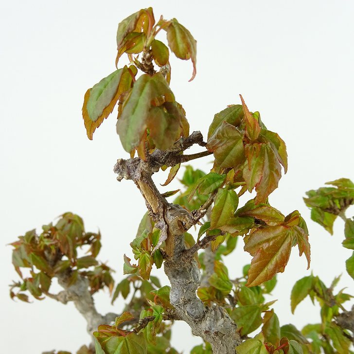  бонсай клен высота дерева примерно 26cm клен Acer клён . лист клён . листопадные растения .. для на данный момент товар 