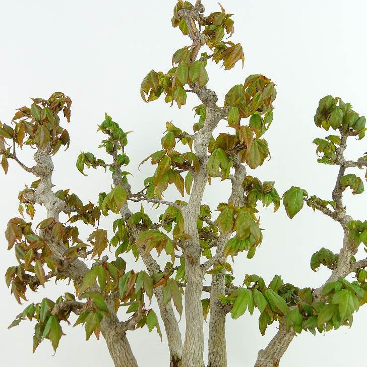  бонсай клен высота дерева примерно 26cm клен Acer клён . лист клён . листопадные растения .. для на данный момент товар 