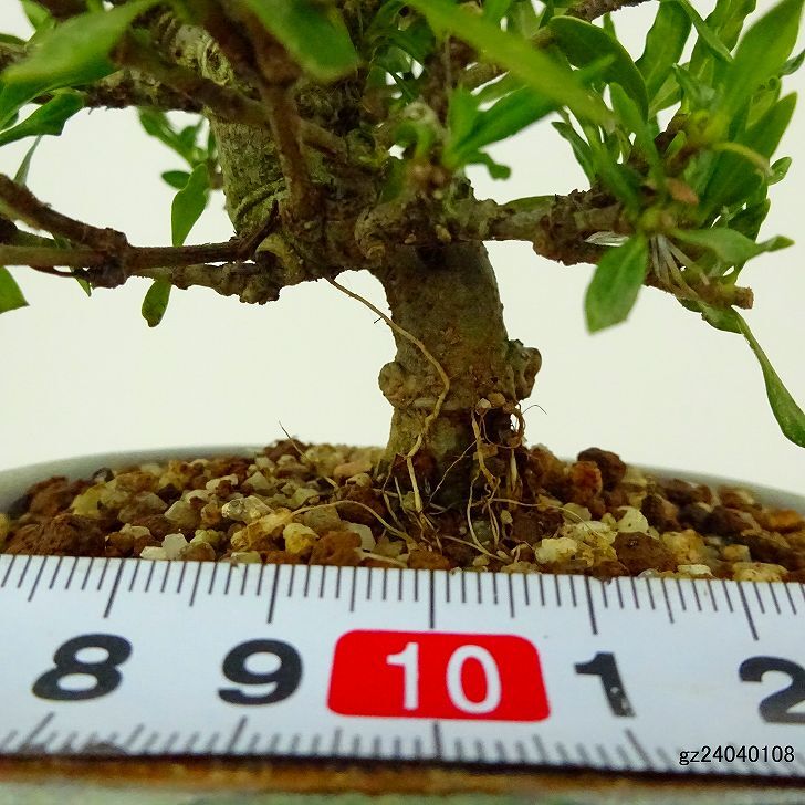 盆栽 梔子 喜代誉 樹高 約11cm くちなし Gardenia jasminoides クチナシ アカネ科 クチナシ属 常緑樹 観賞用 小品 現品_画像5