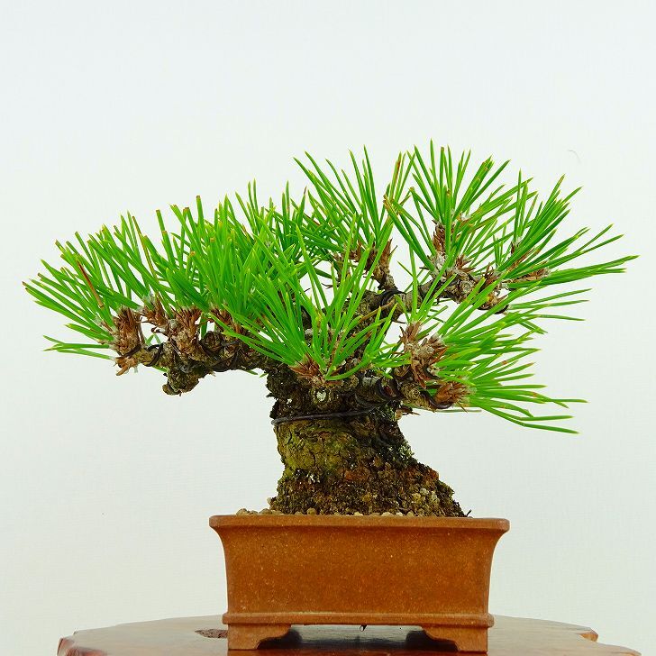  бонсай сосна сосна Тунберга высота дерева примерно 10cm.... высококлассный бонсай Pinus thunbergii черный matsumatsu. вечнозеленый игольчатое дерево .. для маленький товар на данный момент товар 