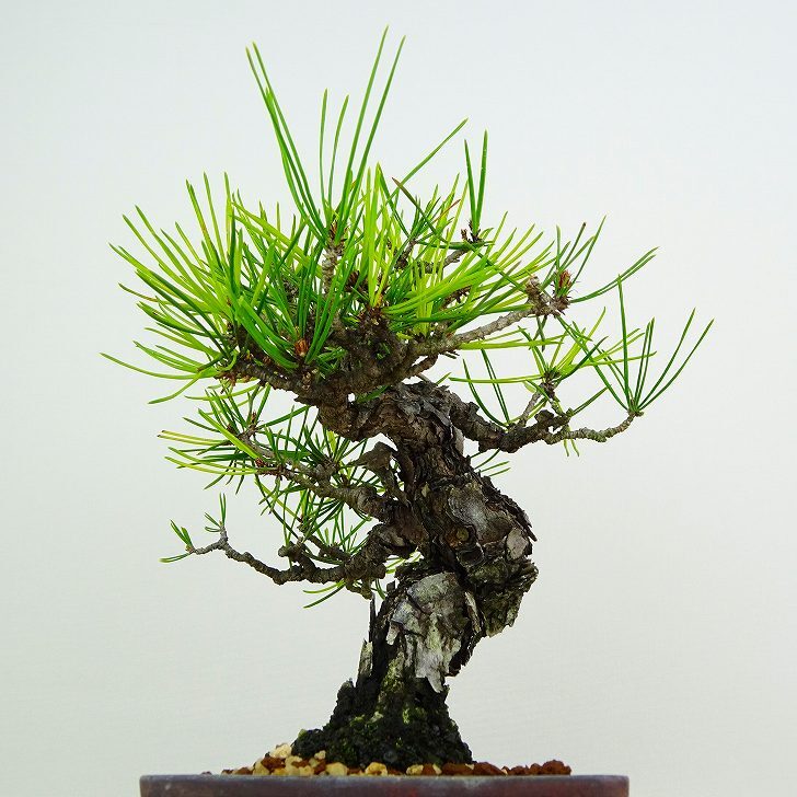 盆栽 松 赤松 樹高 約17cm あかまつ Pinus densiflora アカマツ red pine マツ科 常緑樹 観賞用 小品 現品_画像2