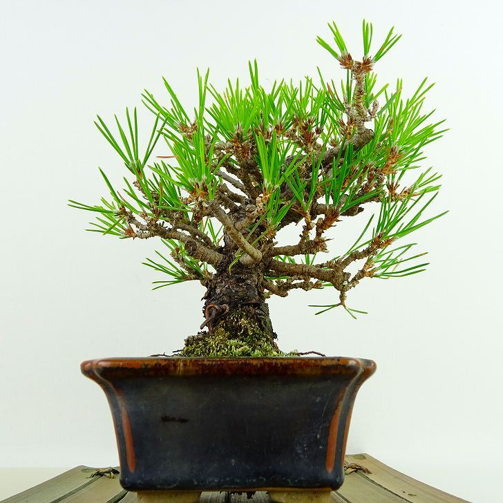  bonsai pine Japanese black pin height of tree approximately 14cm....Pinus thunbergii black matsumatsu. evergreen needle leaved tree .. for small goods reality goods 