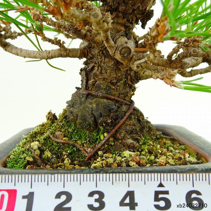  bonsai pine Japanese black pin height of tree approximately 14cm....Pinus thunbergii black matsumatsu. evergreen needle leaved tree .. for small goods reality goods 