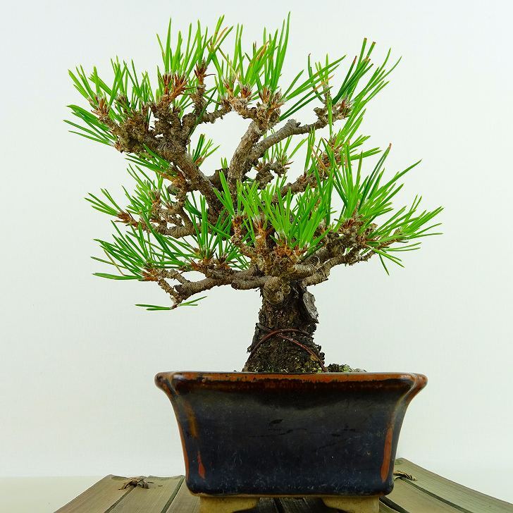  bonsai pine Japanese black pin height of tree approximately 14cm....Pinus thunbergii black matsumatsu. evergreen needle leaved tree .. for small goods reality goods 