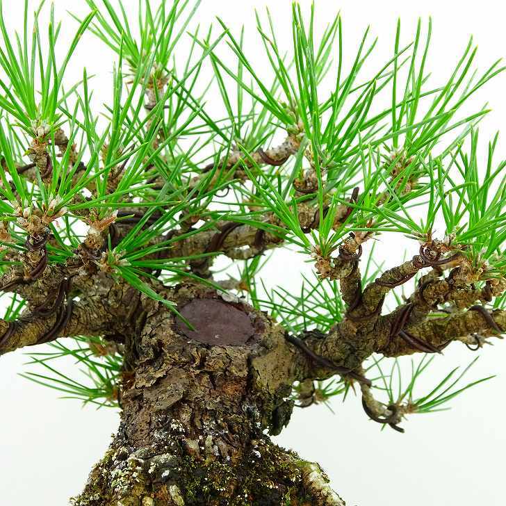 盆栽 松 黒松 樹高 約 17cm くろまつ Pinus thunbergii クロマツ マツ科 常緑針葉樹 観賞用 小品 現品_画像6