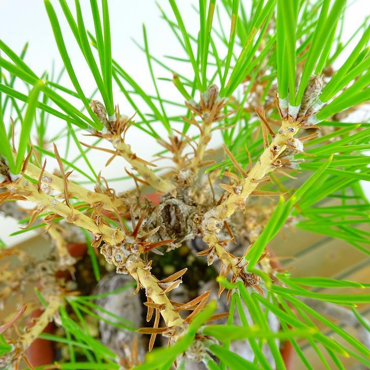 盆栽 松 黒松 樹高 約17cm くろまつ Pinus thunbergii クロマツ マツ科 常緑針葉樹 観賞用 小品 現品_画像9