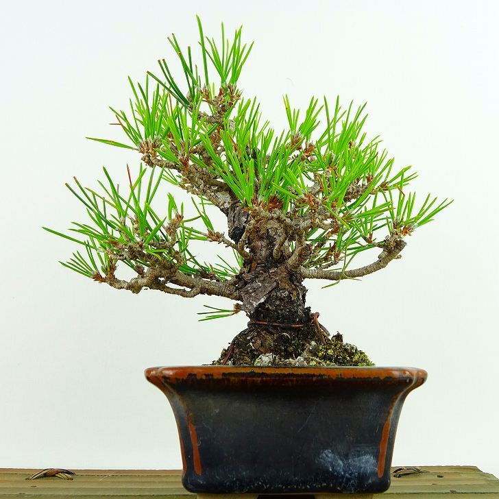  bonsai pine Japanese black pin height of tree approximately 14cm....Pinus thunbergii black matsumatsu. evergreen needle leaved tree .. for small goods reality goods 