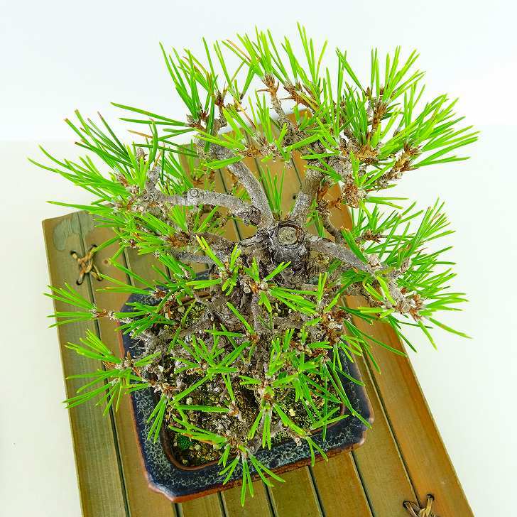  bonsai pine Japanese black pin height of tree approximately 14cm....Pinus thunbergii black matsumatsu. evergreen needle leaved tree .. for small goods reality goods 