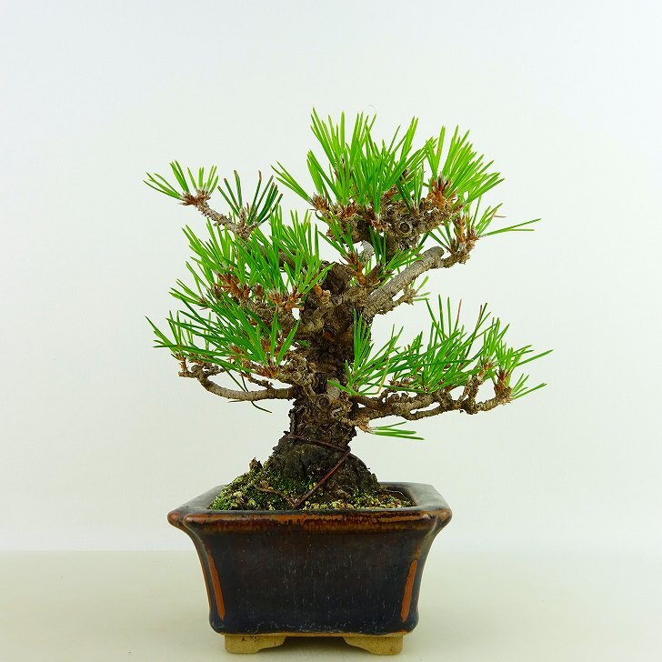  bonsai pine Japanese black pin height of tree approximately 14cm....Pinus thunbergii black matsumatsu. evergreen needle leaved tree .. for small goods reality goods 