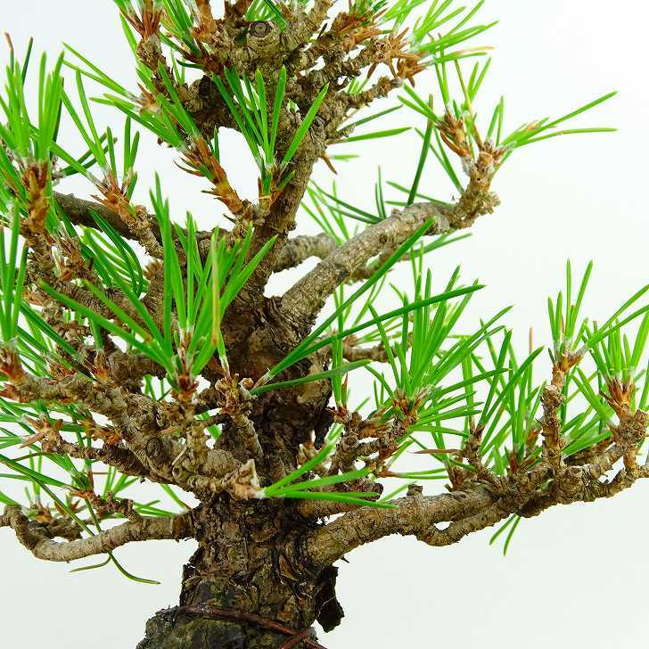  bonsai pine Japanese black pin height of tree approximately 14cm....Pinus thunbergii black matsumatsu. evergreen needle leaved tree .. for small goods reality goods 