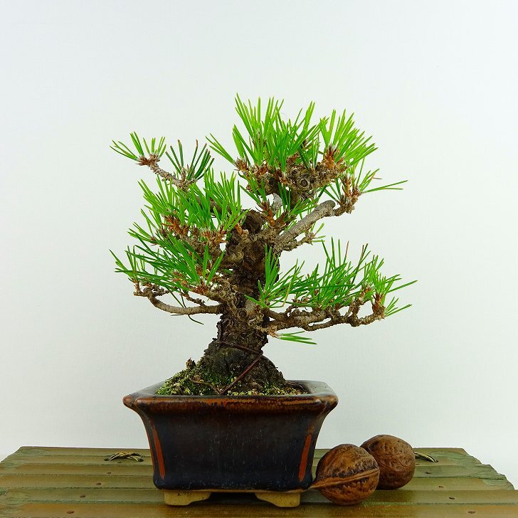  bonsai pine Japanese black pin height of tree approximately 14cm....Pinus thunbergii black matsumatsu. evergreen needle leaved tree .. for small goods reality goods 