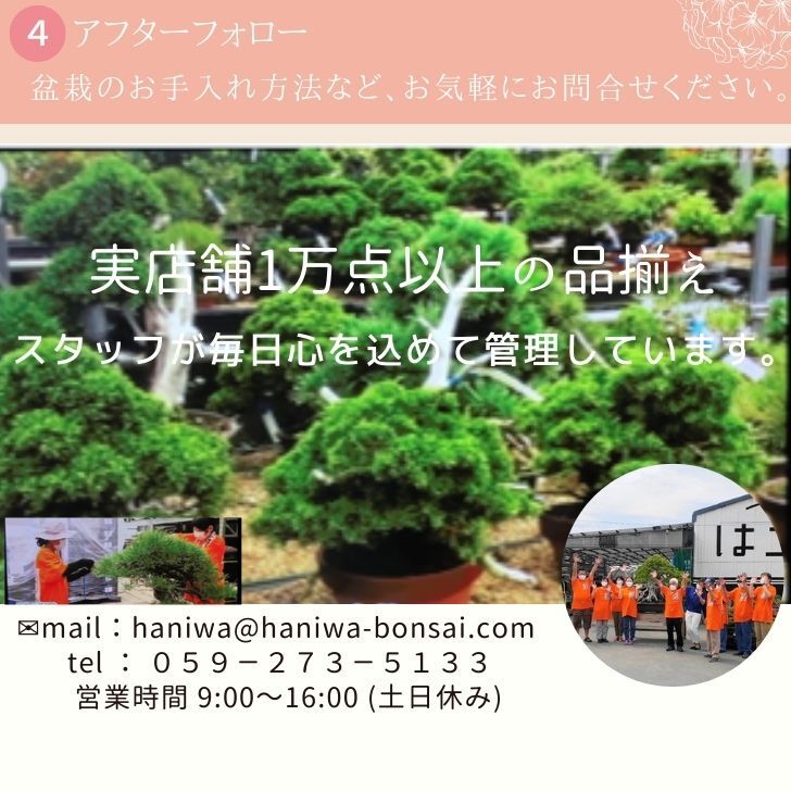  bonsai ... height of tree approximately 12cm.. apple Malus prunifoliahime apple rose . apple . deciduous tree .. for small goods reality goods 