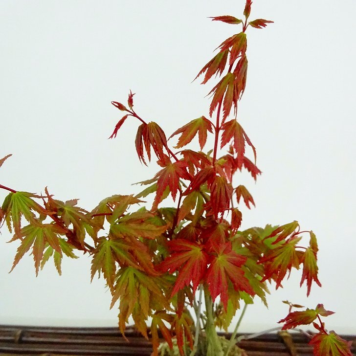 盆栽 紅葉 樹高 約21cm もみじ Acer palmatum モミジ 実生 カエデ科 落葉樹 観賞用 現品_画像6