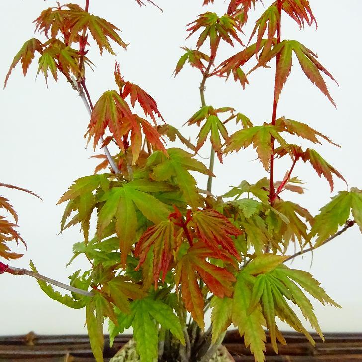 盆栽 紅葉 樹高 約20cm もみじ Acer palmatum モミジ 実生 カエデ科 落葉樹 観賞用 小品 現品_画像6