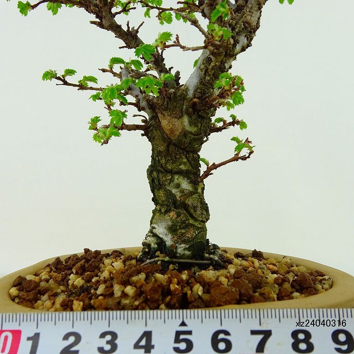  bonsai elm zelkova height of tree approximately 19cm elm zelkova Ulmus parvifolianirekeyaki. leaf nire. deciduous tree .. for small goods reality goods 