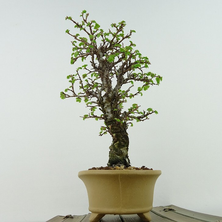  bonsai elm zelkova height of tree approximately 19cm elm zelkova Ulmus parvifolianirekeyaki. leaf nire. deciduous tree .. for small goods reality goods 