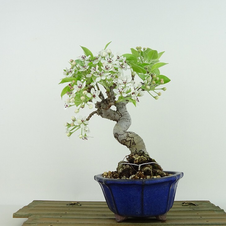 盆栽 梨 満州小梨 樹高 約21cm なし Pyrus pyrifolia ナシ 小梨 花 豆梨 紅葉 バラ科 ナシ属 落葉樹 落葉樹 観賞用 現品_画像1