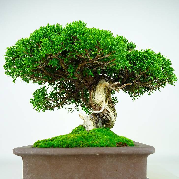 盆栽 真柏 樹高 約33cm しんぱく Juniperus chinensis シンパク “ジン シャリ” ヒノキ科 常緑樹 観賞用 現品_画像2