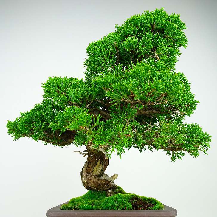 盆栽 真柏 樹高 約33cm しんぱく Juniperus chinensis シンパク “ジン シャリ” ヒノキ科 常緑樹 観賞用 現品_画像4