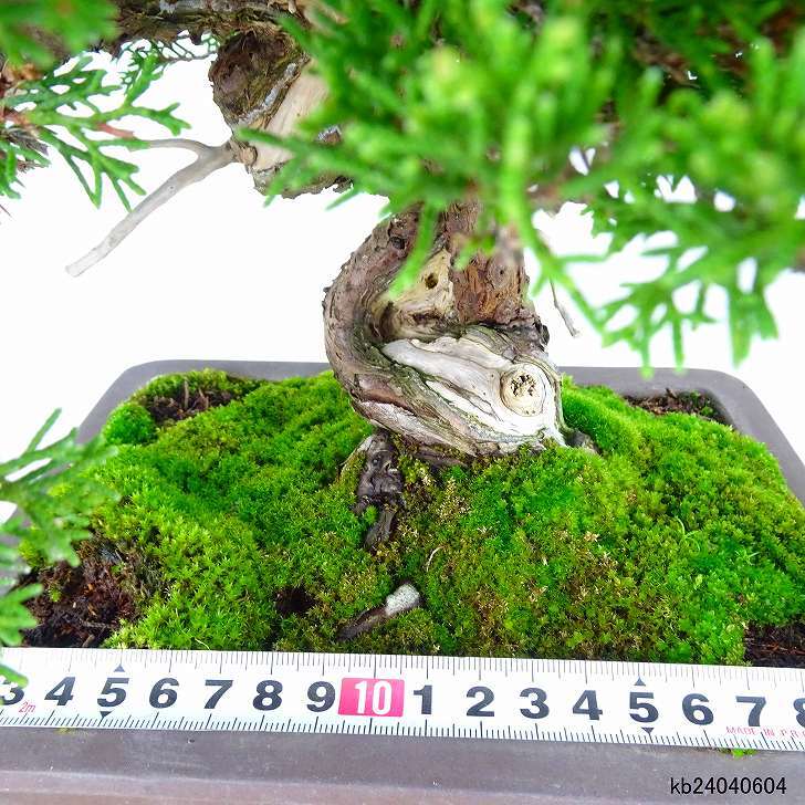 盆栽 真柏 樹高 約33cm しんぱく Juniperus chinensis シンパク “ジン シャリ” ヒノキ科 常緑樹 観賞用 現品_画像5