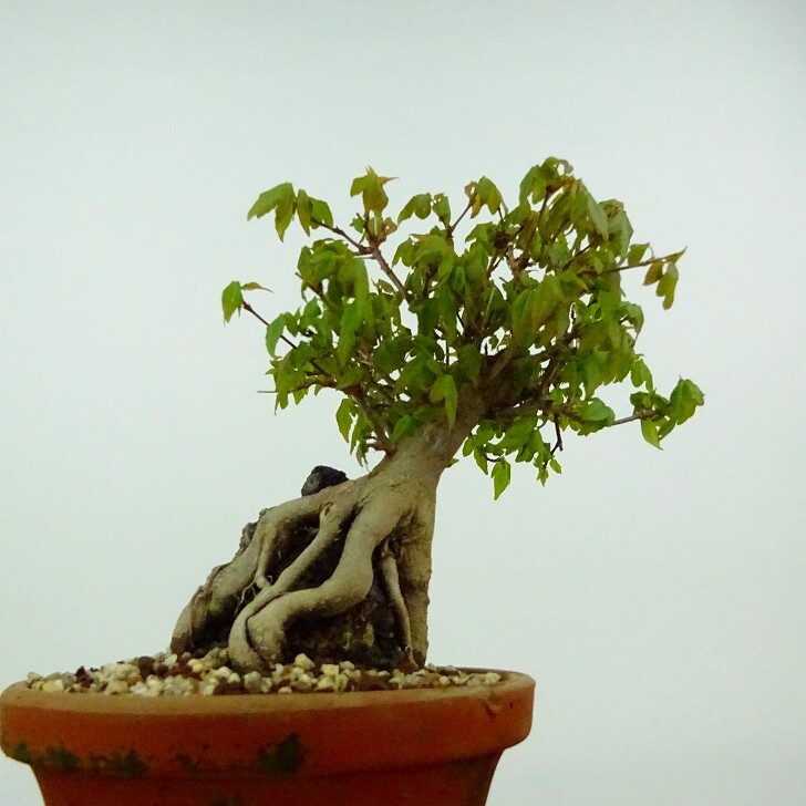  bonsai maple height of tree approximately 17cm maple Acer maple stone attaching . leaf maple . deciduous tree .. for small goods reality goods 
