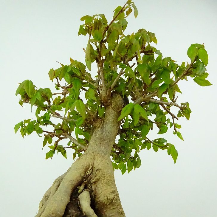  бонсай клен высота дерева примерно 17cm клен Acer клён камень имеется . лист клён . листопадные растения .. для маленький товар на данный момент товар 