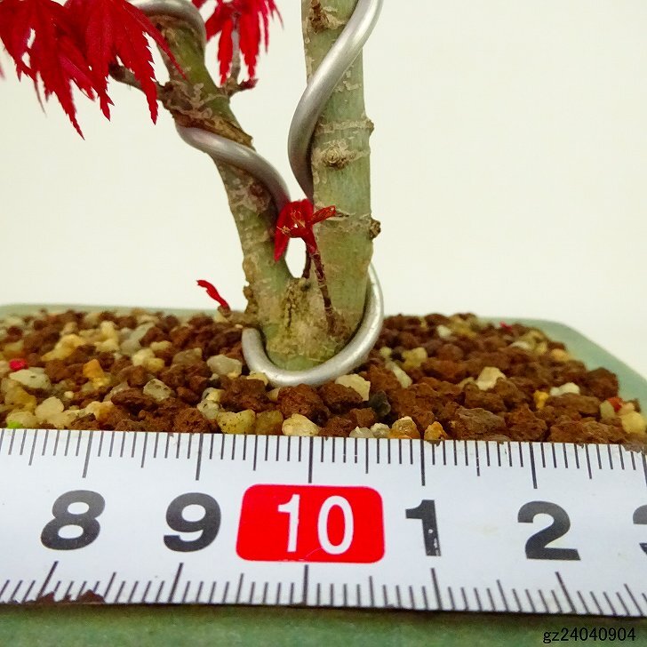 盆栽 紅葉 出猩々 樹高 約16cm もみじ Acer palmatum モミジ カエデ科 落葉樹 観賞用 小品 現品_画像5