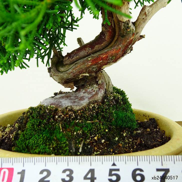 盆栽 真柏 樹高 約14cm しんぱく Juniperus chinensis シンパク ジン シャリ ヒノキ科 常緑樹 観賞用 小品 現品_画像5