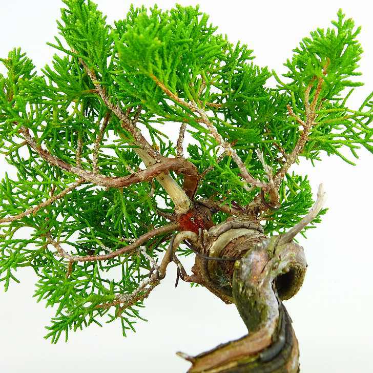 盆栽 真柏 樹高 約18cm しんぱく Juniperus chinensis シンパク ジン シャリ ヒノキ科 常緑樹 観賞用 小品 現品_画像7
