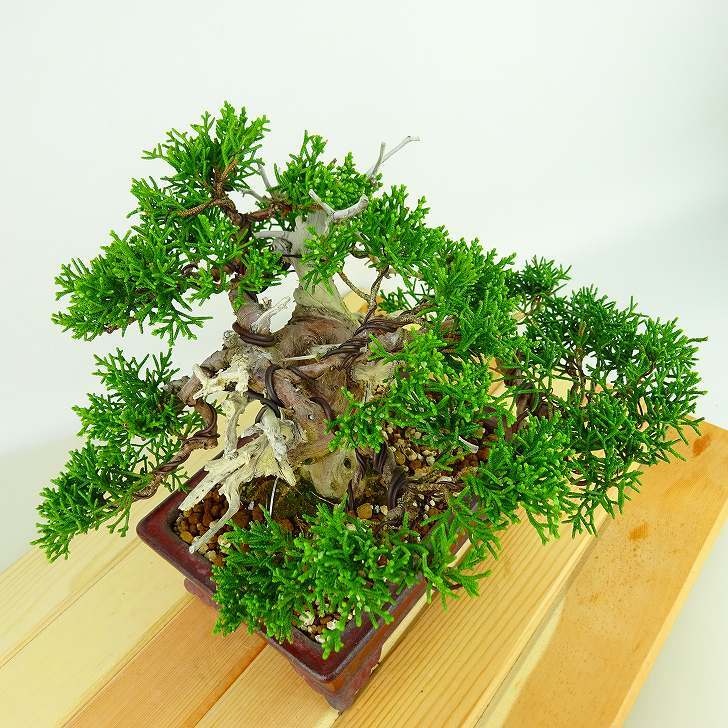 盆栽 真柏 樹高 約16cm しんぱく Juniperus chinensis シンパク 盆栽 真柏 樹高 約16cm しんぱく Juniperus chinensis シンパク