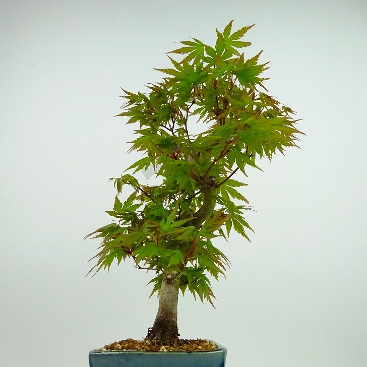 盆栽 紅葉 樹高 約24cm もみじ Acer palmatum モミジ カエデ科 落葉樹 観賞用 現品_画像4