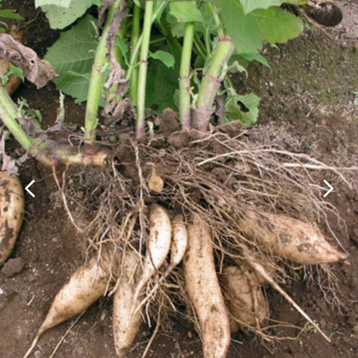 健康野菜ヤーコン 種芋１根塊（15芽前後）オリゴ糖ポリフェノールなど 生食、加熱、ジャムなど の画像1