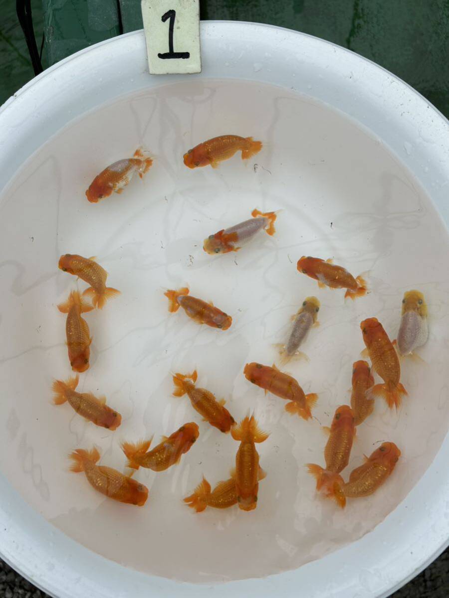 NO1 golgfish this year 2 month 22 day ..20 pcs 7 centimeter rom and rear (before and after) all four . tail * Ehime mountain light .*