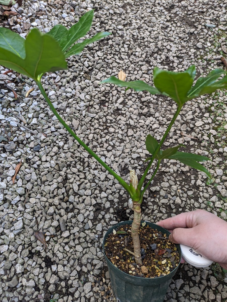 ③ ヤツデ ポットごと配送 【検索】常緑低木 観葉植物 やつで 八手 風水 丈夫 庭木_画像2