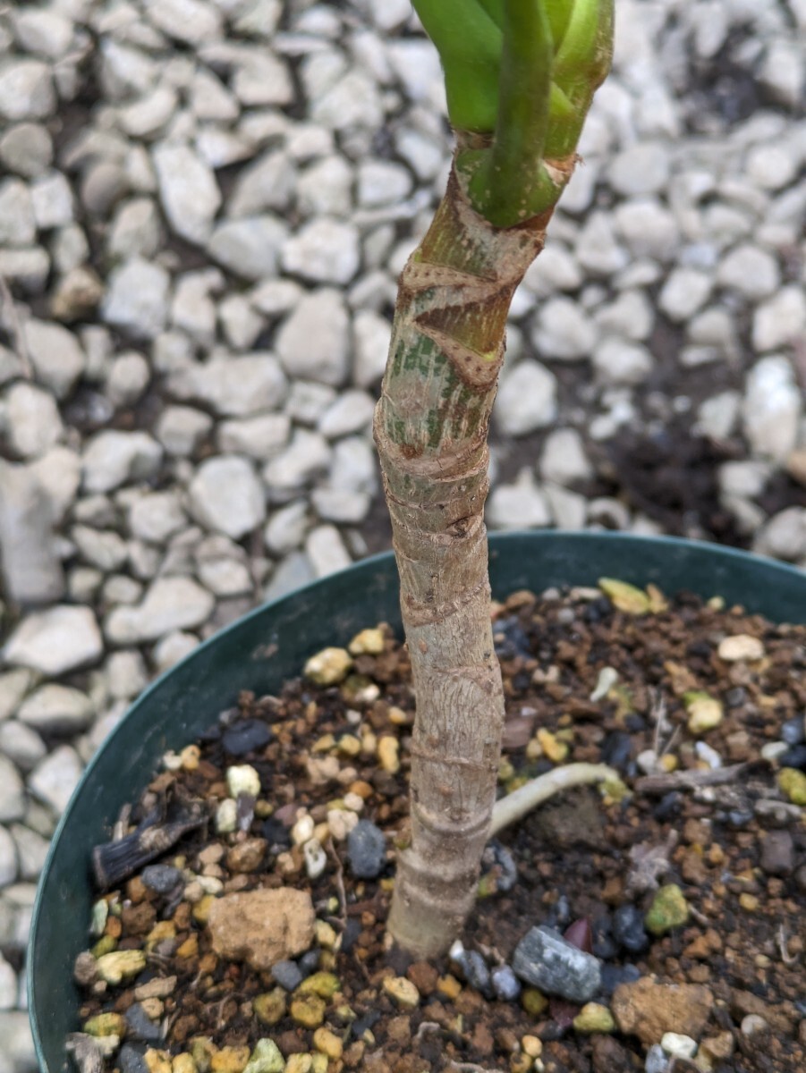 ③ ヤツデ ポットごと配送 【検索】常緑低木 観葉植物 やつで 八手 風水 丈夫 庭木_画像3