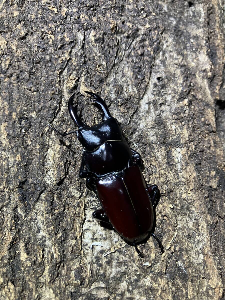  アローコクワガタ原名亜種 新成虫 トリオの画像1