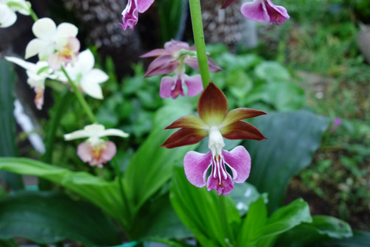 えびね エビネ蘭 山野草  初花５株セット Aの画像5