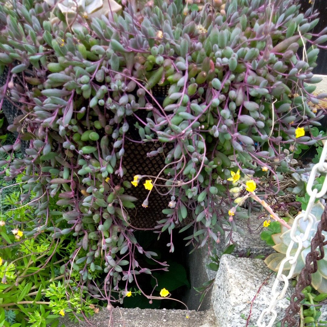 ルビーネックレス 多肉植物 紅葉すると真っ赤 カット苗|Yahoo ルビーネックレス 多肉植物 紅葉すると真っ赤 カット苗|Yahoo
