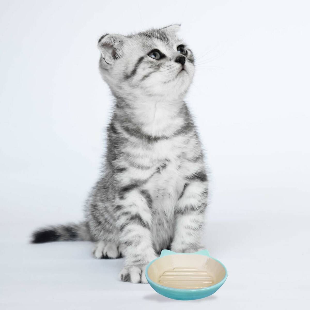 Pet rageous designs( pet reji male design ) cat for tableware Easy Dyna - cat dish light blue 