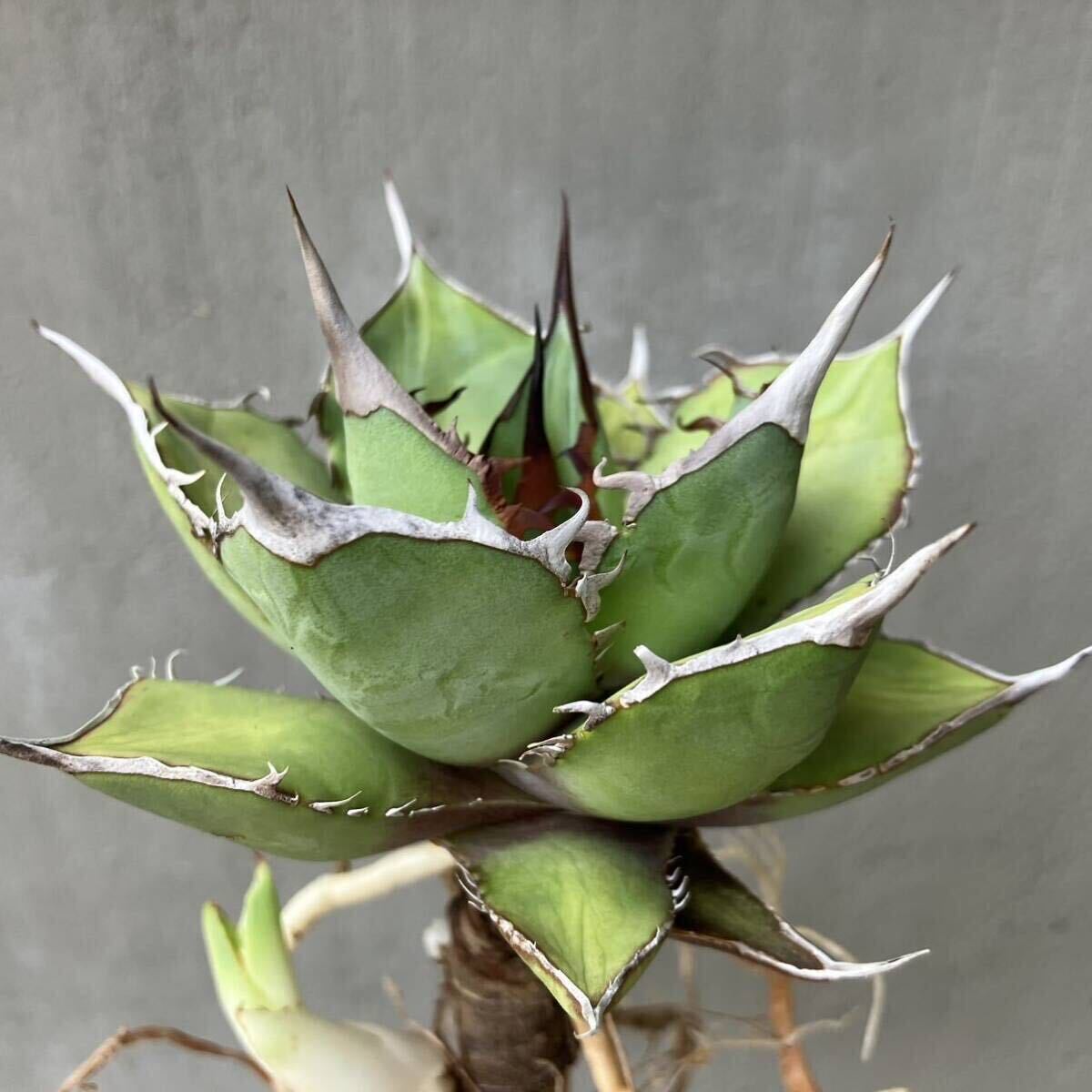 チタノタ イタリア輸入特選株 強トップtype agave titanota オテロイ アガベの画像2