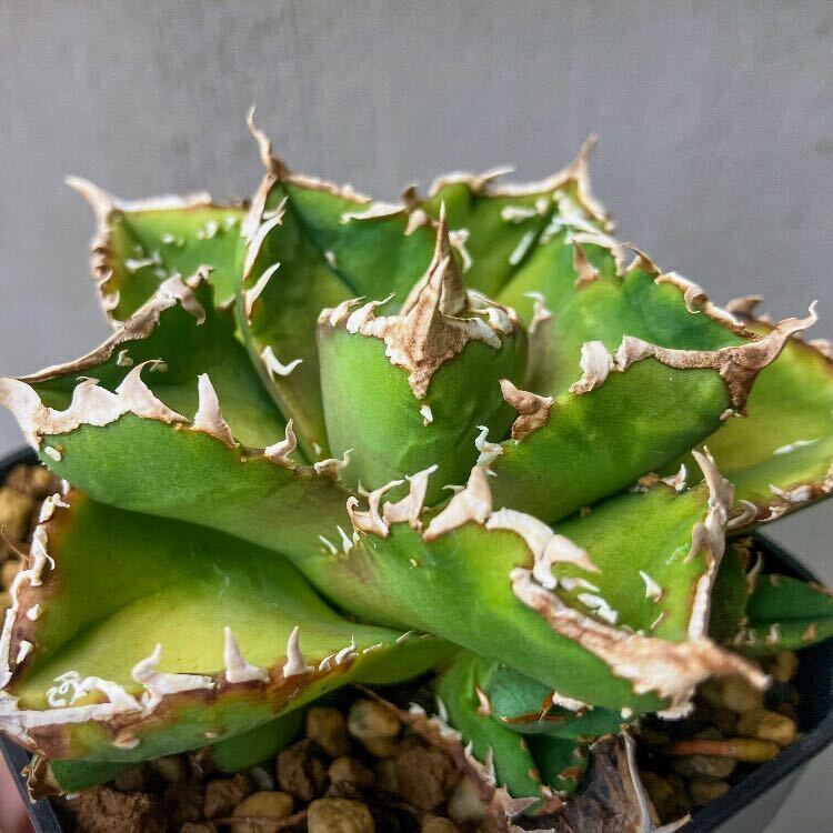 チタノタ STUDS type 台湾輸入仔株 agave titanota オテロイ アガベの画像1